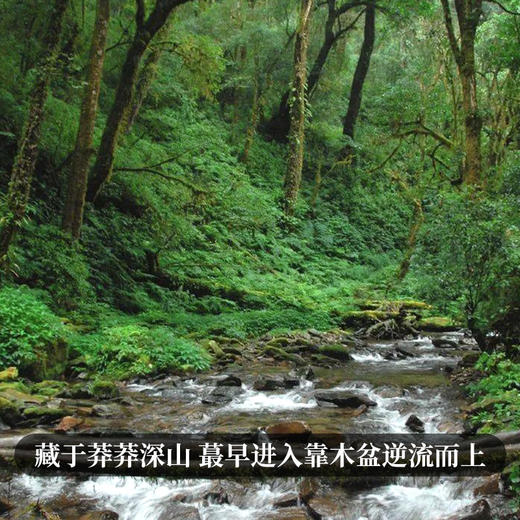 【砍盆箐】2018年头春头采普洱茶区之巅稀缺到现在签约不到的资源片区掌柜忍痛割爱少量分享 商品图7