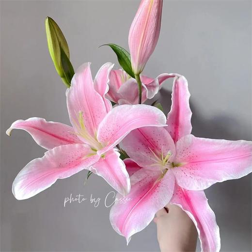 【索尔邦百合】 百合 10支/扎 以实物为准 云南基地发货（价格已包含包装费用） 运费以实际为准，多退少补。 商品图1