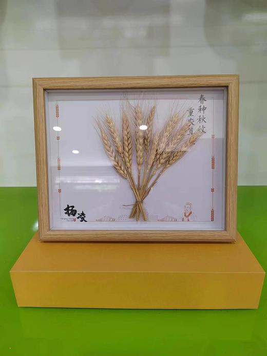 杨凌礼物  麦穗 商品图2