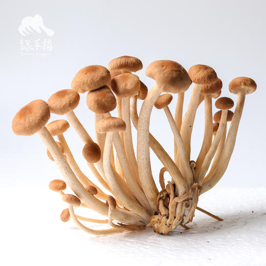 有机茶树菇 | 绿家自产 *Organic mushroom | Self-production 商品图2