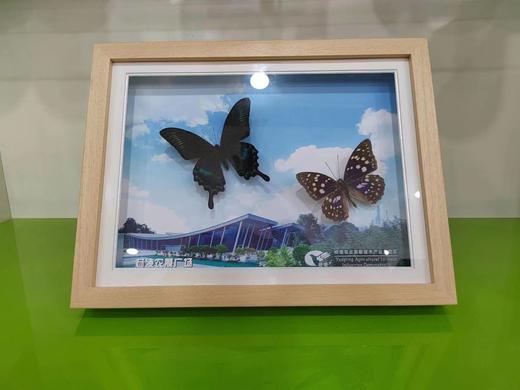 缘梦188 商品图3