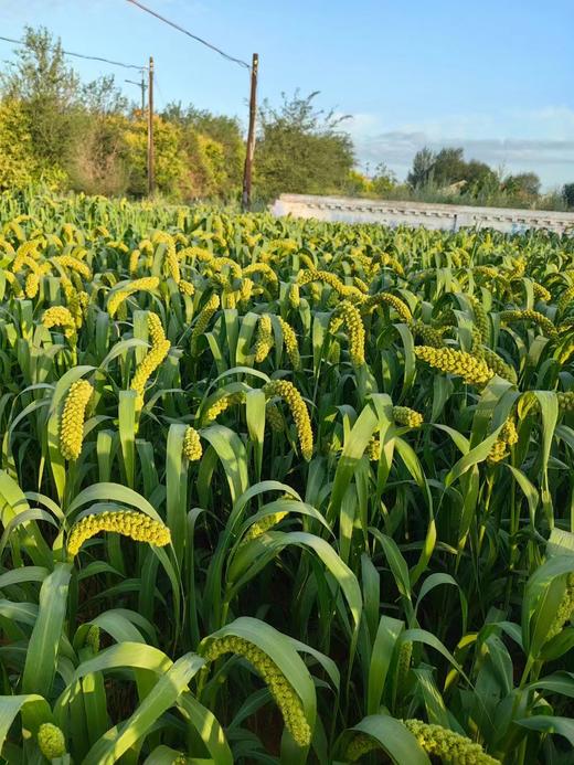 合作产品/有机方式种植  小米 全国大部分地区包邮 商品图5