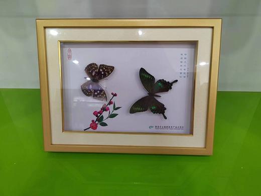 蝶舞168双碟 商品图3