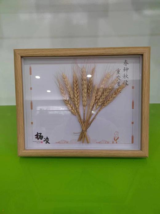杨凌礼物  麦穗 商品图3