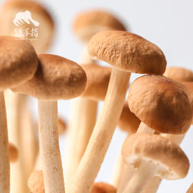 有机茶树菇 | 绿家自产 *Organic mushroom | Self-production