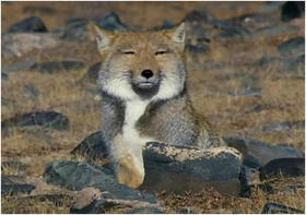 第四期：三江源动物篇【1】