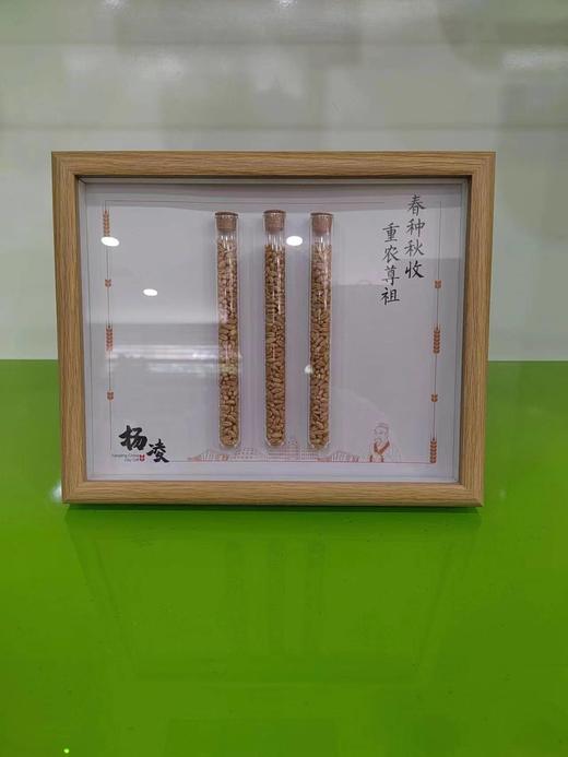杨凌礼物  麦种 商品图2