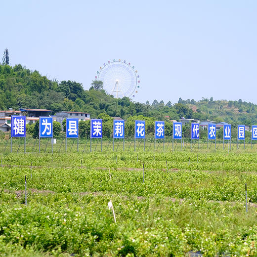 【茉莉花茶系列  】周四（10.23）中午12点开始 古法纯手工私茶 一茶难求！私藏的福鼎工艺白毫银针 蒙山茶园的自制发酵红茶 魏师傅的茶 商品图4