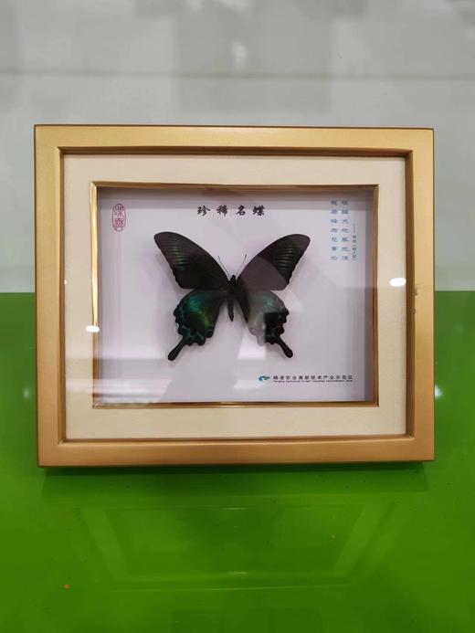 蝶舞138单蝶 商品图2