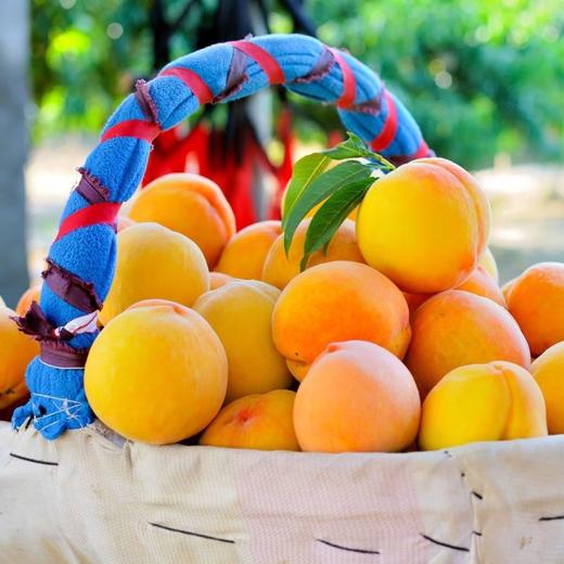 （青风农场）三湖锦绣黄桃带箱10斤18枚/24枚装 商品图5