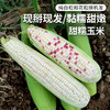 农家甜糯玉米 现掰现发  黏糯甜嫩  颗粒饱满  带皮发货  5斤 商品缩略图0