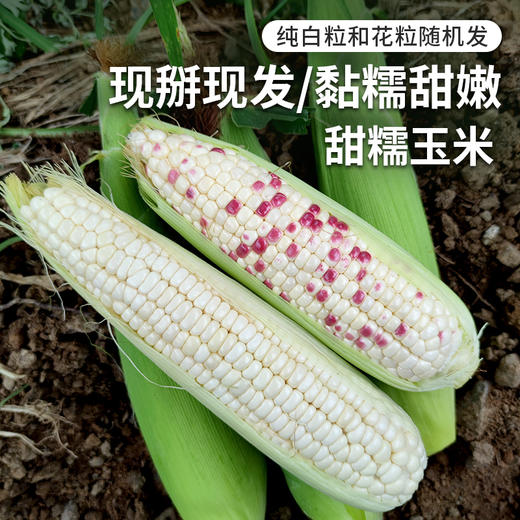 农家甜糯玉米 现掰现发  黏糯甜嫩  颗粒饱满  带皮发货  5斤 商品图0