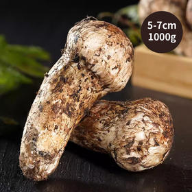 四川小金县出口级新鲜野生松茸菌5-7cm（1000g） 顺丰快递48小时发出[福利品]