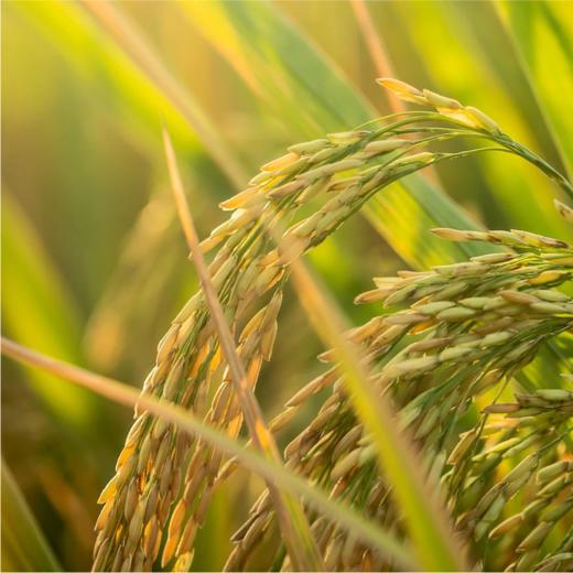 【新米上市】香畴红米 自然农法杂粮糙米 500g/袋 商品图5