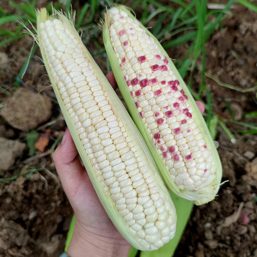 农家甜糯玉米 现掰现发  黏糯甜嫩  颗粒饱满  带皮发货  5斤 商品图3