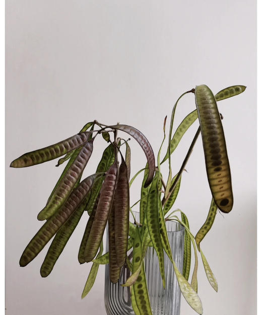 【被风吹过的扁豆】扁豆（银合欢豆荚）约5枝/扎 商品图5