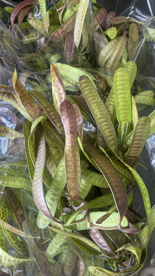 【被风吹过的扁豆】扁豆（银合欢豆荚）约5枝/扎 商品图6