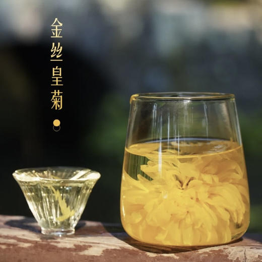 香港宝芝林金丝皇菊大黄菊  ts 商品图2