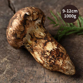 四川小金县出口级 新鲜野生松茸菌9-12cm（1000g） 顺丰快递48小时发货 [福利品]