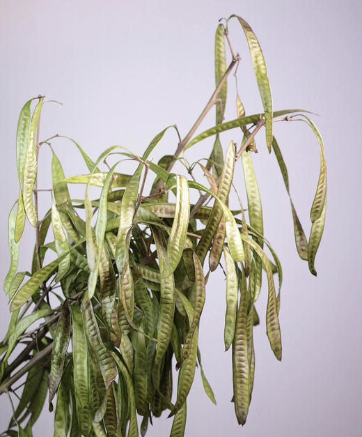 【被风吹过的扁豆】扁豆（银合欢豆荚）约5枝/扎 商品图1