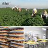 南食召 基本红薯干 商品缩略图2