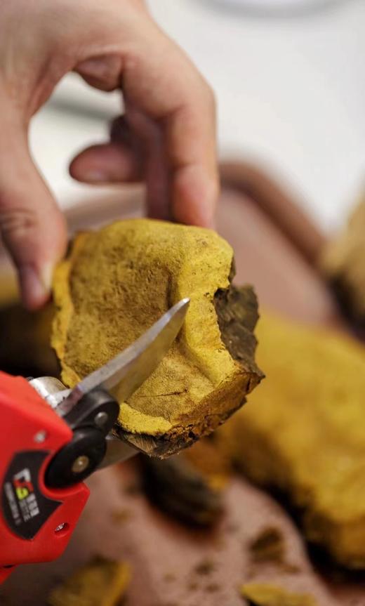 西藏野生桑树桑黄 商品图1