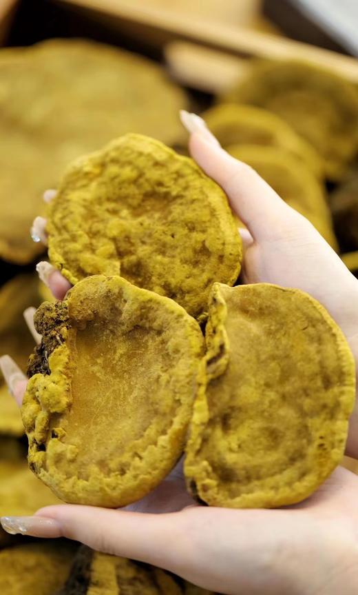 西藏野生桑树桑黄 商品图0