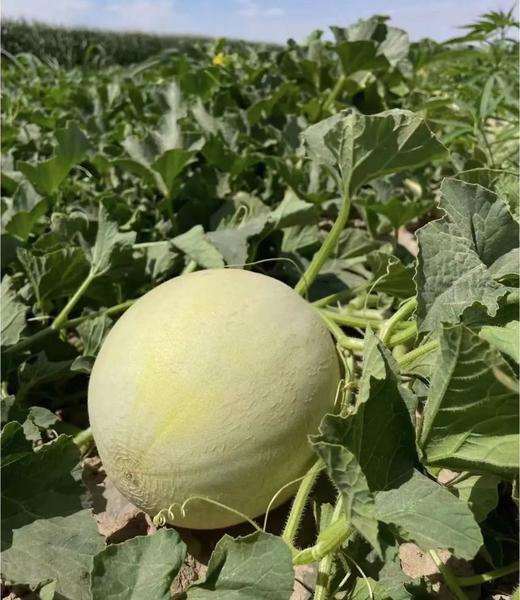 银蒂蜜瓜8.8直播 商品图3