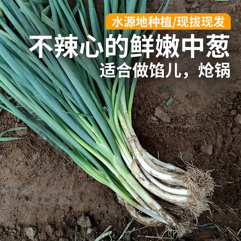 密云新鲜农家中葱1斤    不辣心  调味佳品    可做馅、呛锅  葱