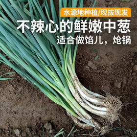密云新鲜农家中葱1斤    不辣心  调味佳品    可做馅、呛锅  葱