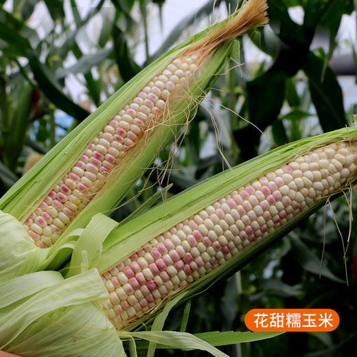 农家甜糯玉米 现掰现发  黏糯甜嫩  颗粒饱满  带皮发货  5斤 商品图2