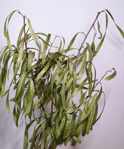 【被风吹过的扁豆】扁豆（银合欢豆荚）约5枝/扎 商品图2