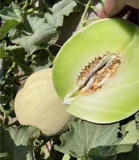 银蒂蜜瓜8.8直播