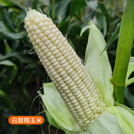 农家甜糯玉米 现掰现发  黏糯甜嫩  颗粒饱满  带皮发货  5斤 商品图1