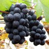 巨峰葡萄 Kyoho Grape 商品缩略图0