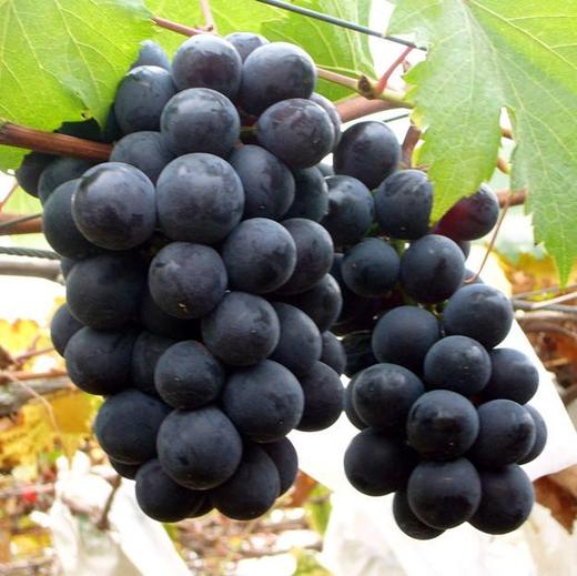 巨峰葡萄 Kyoho Grape 商品图0