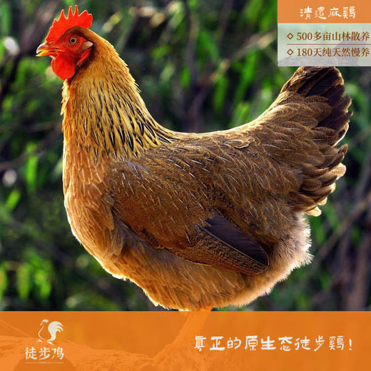 原生态徒步鸡 净重2.2斤左右/ 只；耒阳一年以上跑山土鸡、乌鸡 净重3斤左右/只 顺丰包邮 真空包装冷冻发货 商品图1