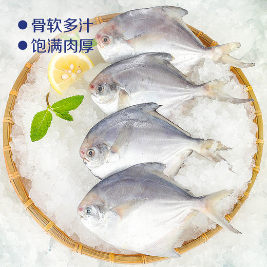 中粮凌鲜 东海小鲳鱼400g（4-5条） 昌鱼小平鱼 冷冻水产海鲜烧烤食材小海鱼 商品图1