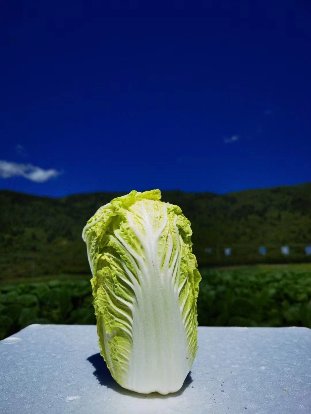 九寨沟有机高山娃娃菜