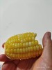【特惠-买二送一】黄玉米/根@绿之盟农场 商品缩略图0