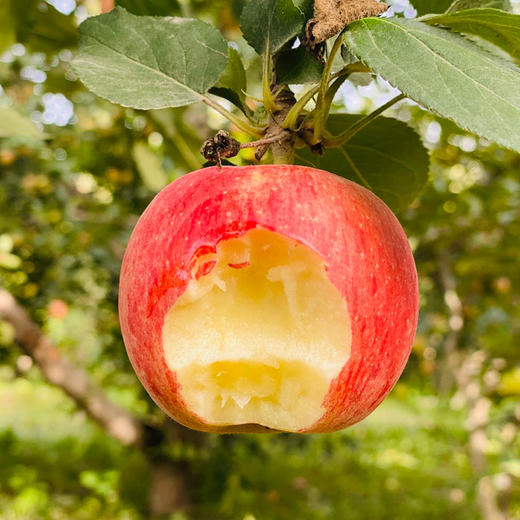 新疆阿克苏嘎啦苹果8斤（可脆可面） 商品图1