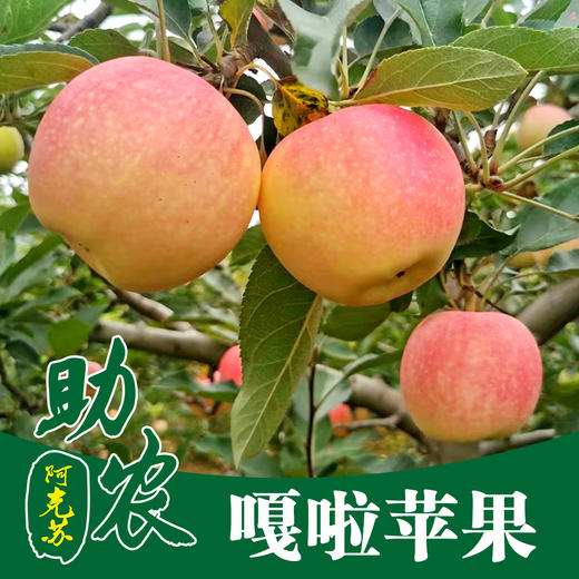 新疆阿克苏嘎啦苹果8斤（可脆可面） 商品图0