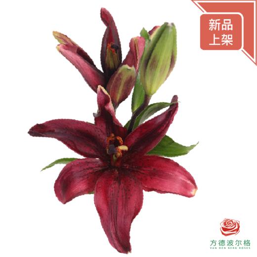 百合-黑色魅力二头 5枝一扎 商品图0