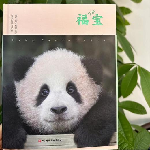 熊猫 福宝 姜爷爷著中文版写真 随书附赠2张小卡 现货 商品图2