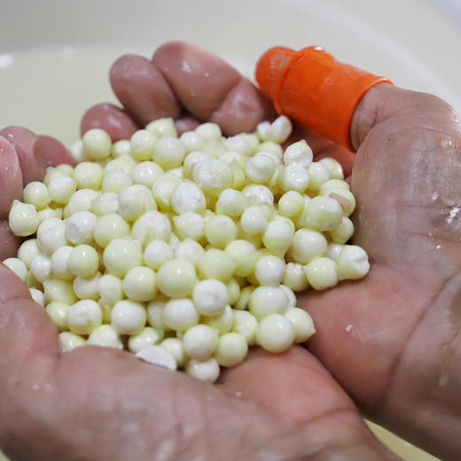 武城 鸡头米 1袋半斤 礼盒装2斤 商品图7