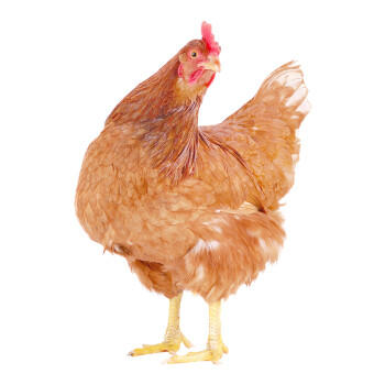 温氏供港田园土鸡2斤 冷冻90天慢养鸡农家小鸡炖蘑菇辣子鸡丁走地鸡 商品图0