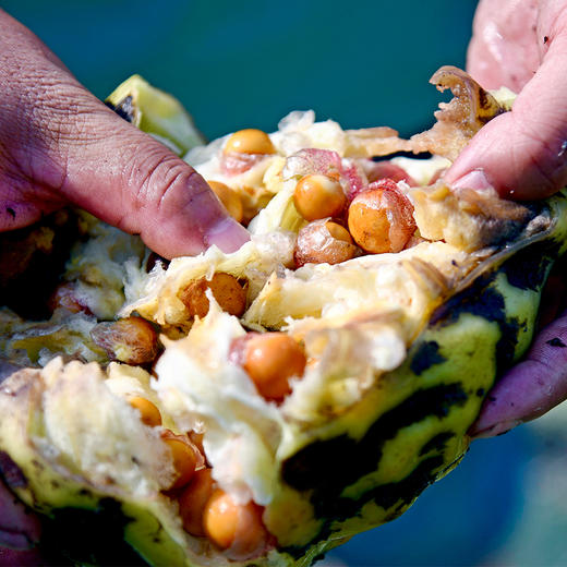 武城 鸡头米 1袋半斤 礼盒装2斤 商品图2