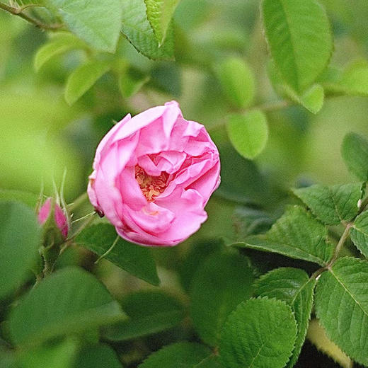 大马士革玫瑰面膜 植物纤维膜布可降解 5片/盒 商品图6