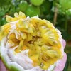 【钦果9号黄金百香果】不用加蜂蜜的百香果，甘甜如蜜，可做清凉饮料 商品缩略图4