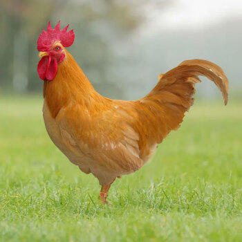 温氏公鸡切块1斤原切半只 莫氏鸡煲同款食材 免切冷冻 110天散养 商品图7